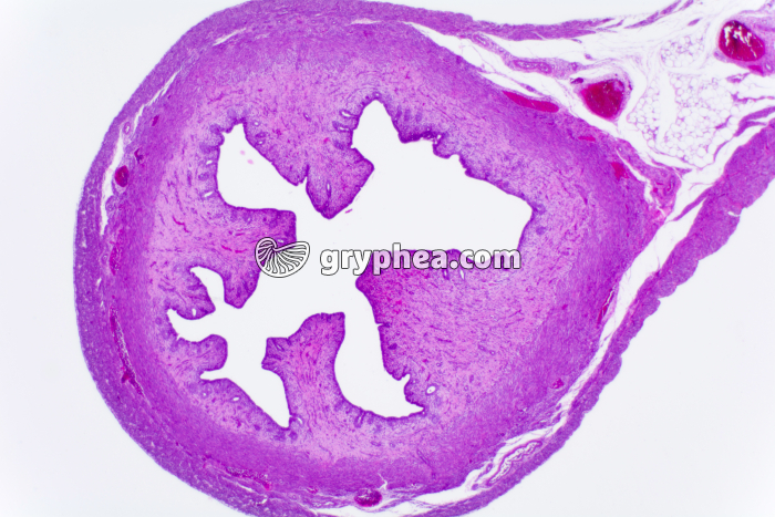 Utérus phase folliculaire Souris x10 - gryphea.org